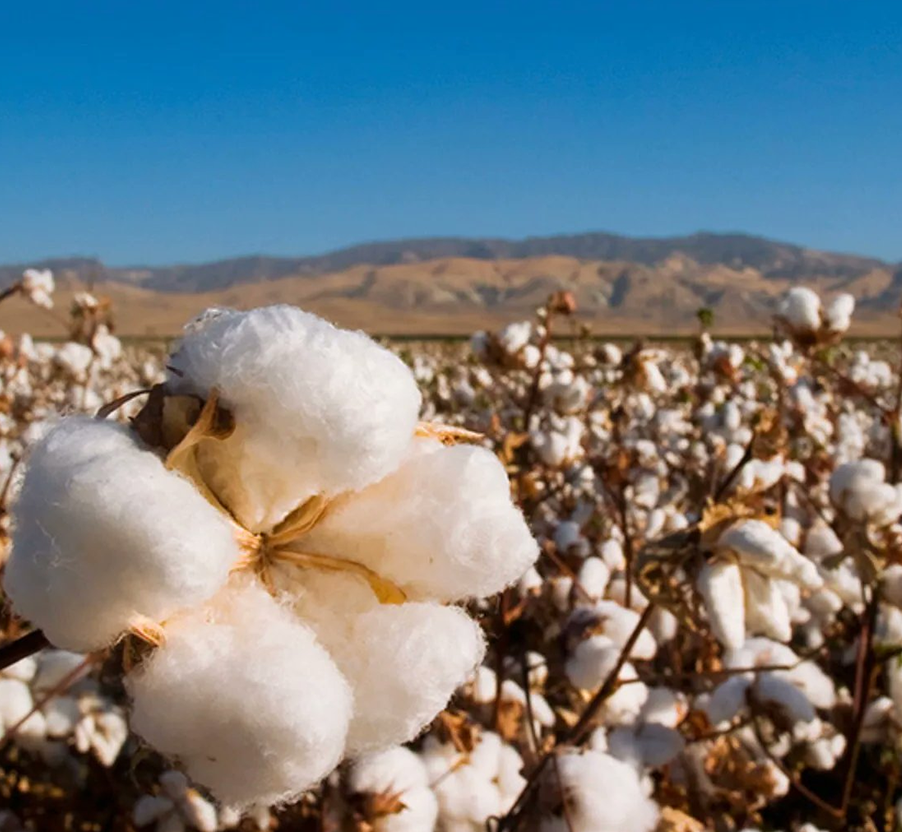 Công ty TNHH Tơ lụa Tô Châu Wangu